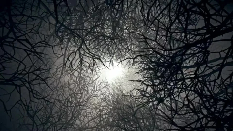Stock Video Abstract Video Of A Rotating Tunnel Of Dry Trees Live Wallpaper for PC - Free Live Wallpaper