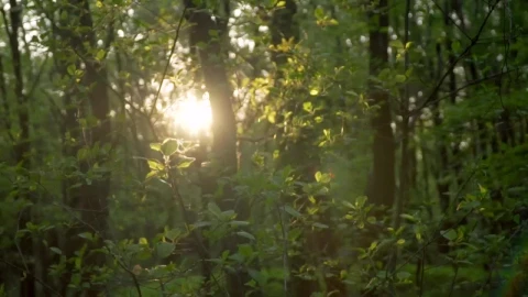 Stock Video Abundant Trees In A Jungle Live Wallpaper for PC - Free Live Wallpaper