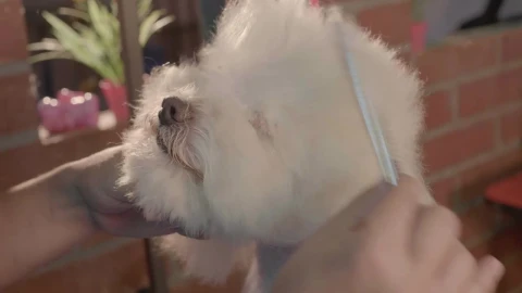 Stock Video Adorable Dog In A Grooming Pet Live Wallpaper for PC - Free Live Wallpaper