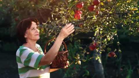 Stock Video Adult Woman Taking Apples From A Tree In A Garden Live Wallpaper for PC - Free Live Wallpaper
