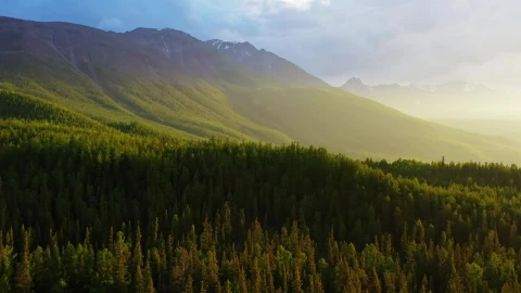 Stock Video Aerial Flight Over Dawn Lit Pine Forest And Mountans Live Wallpaper for PC - Free Live Wallpaper