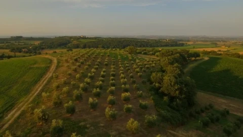 Stock Video Aerial Flyover Of Green Fields And Orchards Live Wallpaper for PC - Free Live Wallpaper