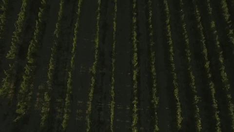 Stock Video Aerial Footage Of A Vineyard Live Wallpaper for PC - Free Live Wallpaper