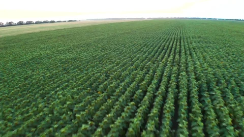 Stock Video Aerial Panorama Of A Gigantic Field Of Crops Live Wallpaper for PC - Free Live Wallpaper