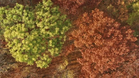 Stock Video Aerial Rotating View Of An Autumn Forest Live Wallpaper for PC - Free Live Wallpaper