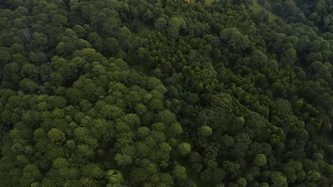Stock Video Aerial Shot Of A Forest Covered With Trees And Vegetation Live Wallpaper for PC - Free Live Wallpaper