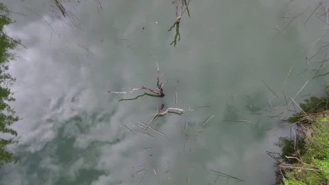 Stock Video Aerial Top Shot Of A Swamp In The Jungle Live Wallpaper for PC - Free Live Wallpaper