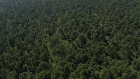 Stock Video Aerial Tour Above A Forest On A Sunny Day Live Wallpaper for PC - Free Live Wallpaper