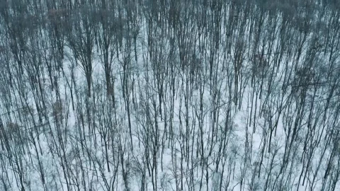 Stock Video Aerial Tour Above A Snowy Forest Live Wallpaper for PC - Free Live Wallpaper
