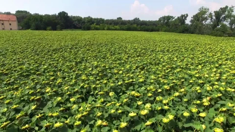 Stock Video Aerial Tour Above An Immense Field Of Sunflowers Live Wallpaper for PC - Free Live Wallpaper