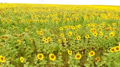 Stock Video Aerial Tour Near A Large Field Of Sunflowers Live Wallpaper for PC - Free Live Wallpaper