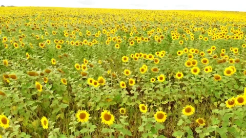 Stock Video Aerial Tour Near A Large Field Of Sunflowers  Larg Live Wallpaper for PC - Free Live Wallpaper