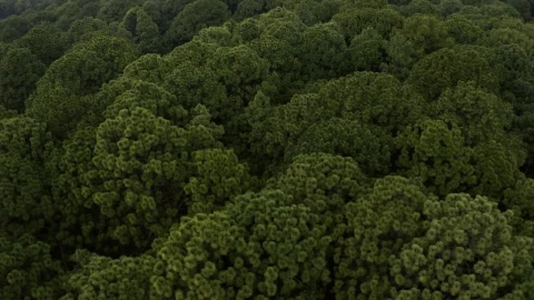 Stock Video Aerial Tour Of A Dense Forest Full Of Trees Live Wallpaper for PC - Free Live Wallpaper