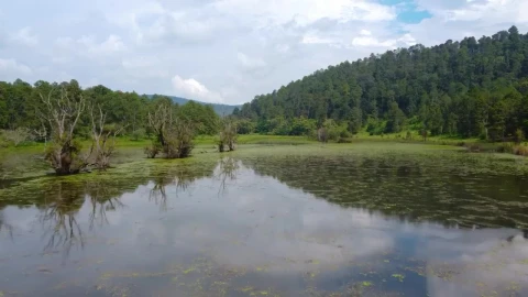 Stock Video Aerial Tour Over A Lake In A Sunny Forest Live Wallpaper for PC - Free Live Wallpaper