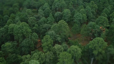 Stock Video Aerial View Of A Forest With Cabins Live Wallpaper for PC - Free Live Wallpaper