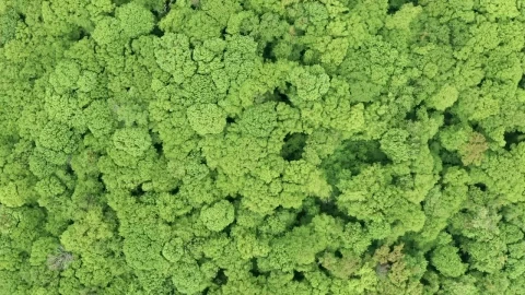 Stock Video Aerial View Of A Green Forest Live Wallpaper for PC - Free Live Wallpaper