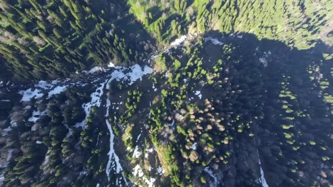Stock Video Aerial View Of A Pine Forest Live Wallpaper for PC - Free Live Wallpaper