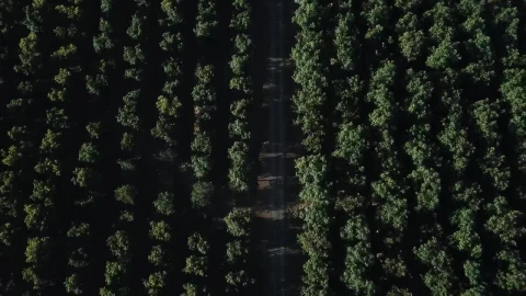 Stock Video Aerial View Of A Road And Tree Tops Live Wallpaper for PC - Free Live Wallpaper