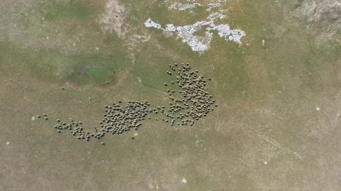 Stock Video Aerial View Of A Sheep Herd On A Valley Live Wallpaper for PC - Free Live Wallpaper