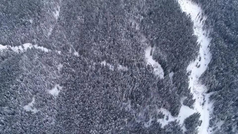 Stock Video Aerial View Of A Winter Forest Full Of Pine Trees Live Wallpaper for PC - Free Live Wallpaper