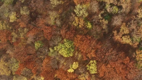 Stock Video Aerial View Of An Autumn Forest Live Wallpaper for PC - Free Live Wallpaper