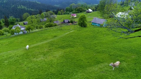Stock Video Aerial View Of Cows In A Green Field At A Live Wallpaper for PC - Free Live Wallpaper