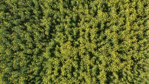 Stock Video Aerial View Of Crops Live Wallpaper for PC - Free Live Wallpaper