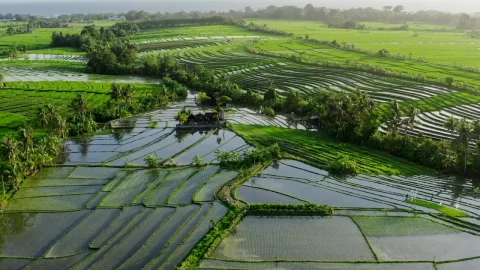 Stock Video Aerial View Of Indonesian Rice Paddy Farms Live Wallpaper for PC - Free Live Wallpaper