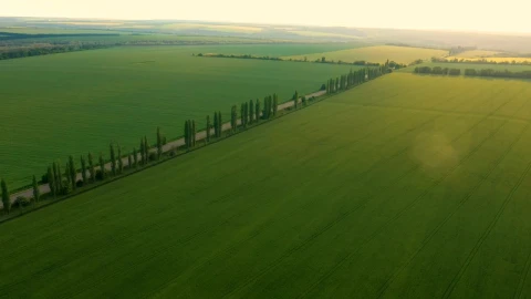 Stock Video Aerial View Of Large Agricultural Green Fields  Larg Live Wallpaper for PC - Free Live Wallpaper
