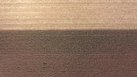 Stock Video Aerial View Of Machine Harvesting The Fields Live Wallpaper for PC - Free Live Wallpaper