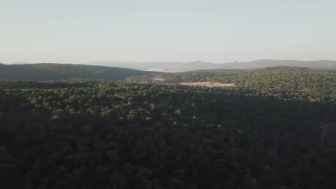 Stock Video Aerial View Of Sunlight Over Treetops Live Wallpaper for PC - Free Live Wallpaper