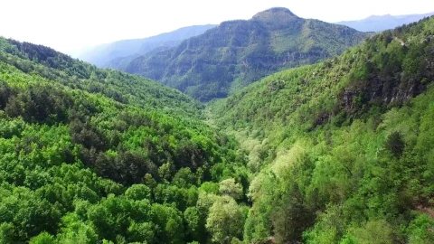 Stock Video Aerial View Of The Forest And The Mountain Live Wallpaper for PC - Free Live Wallpaper