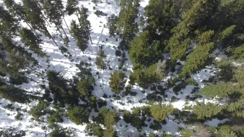 Stock Video Aerial View Of The Forest In The Morning Live Wallpaper for PC - Free Live Wallpaper