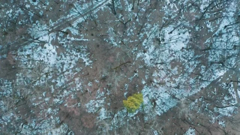 Stock Video Aerial View Of The Winter Forest Live Wallpaper for PC - Free Live Wallpaper