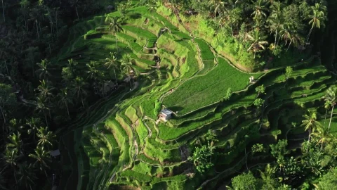 Stock Video Aerial View Of Tiered Rice Paddies In Indonesia Live Wallpaper for PC - Free Live Wallpaper