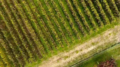 Stock Video Aerial View Of Vineyards Live Wallpaper for PC - Free Live Wallpaper