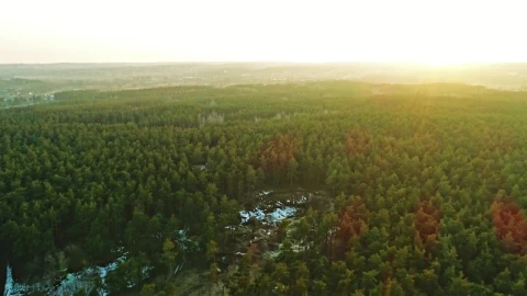 Stock Video Aerial Walk Over A Green Forest Full Of Vegetation Live Wallpaper for PC - Free Live Wallpaper