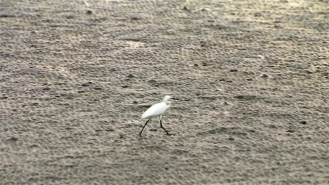 Stock Video Beach Bird Walking In The Sand Live Wallpaper For PC - Free Live Wallpaper