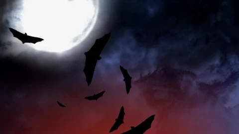 Stock Video Bats On Halloween Live Wallpaper For PC - Free Live Wallpaper