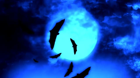 Stock Video Bats Flying Under The Blue Full Moon Live Wallpaper For PC - Free Live Wallpaper