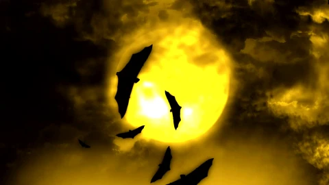 Stock Video Bats Flying In The Light Of The Full Moon Live Wallpaper For PC - Free Live Wallpaper