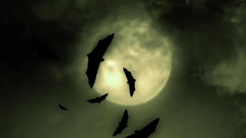Stock Video Bats And The Full Moon On Halloween Live Wallpaper For PC - Free Live Wallpaper