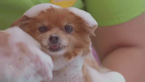 Stock Video Bathing A Small And Calm Dog Live Wallpaper For PC - Free Live Wallpaper