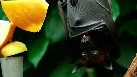 Stock Video Bat Resting In A Tree Live Wallpaper For PC - Free Live Wallpaper