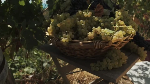 Stock Video Basket Full Of Fresh Grapes Live Wallpaper For PC - Free Live Wallpaper