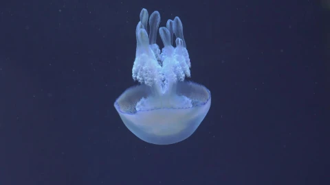 Stock Video Barrel Jellyfish Heading Down Live Wallpaper For PC - Free Live Wallpaper