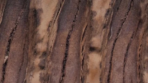 Stock Video Bark Of A Tree Closeup Live Wallpaper For PC - Free Live Wallpaper