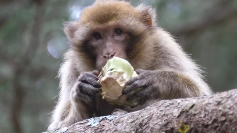 Stock Video Barbary Ape Eating Fruit On A Tree Live Wallpaper For PC - Free Live Wallpaper