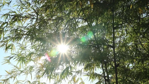 Stock Video Bamboo Plants Blocking The Sun Live Wallpaper For PC - Free Live Wallpaper