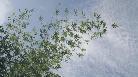 Stock Video Bamboo Moving In The Breeze Live Wallpaper For PC - Free Live Wallpaper